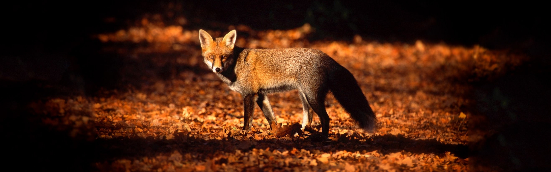 Blue fox photo