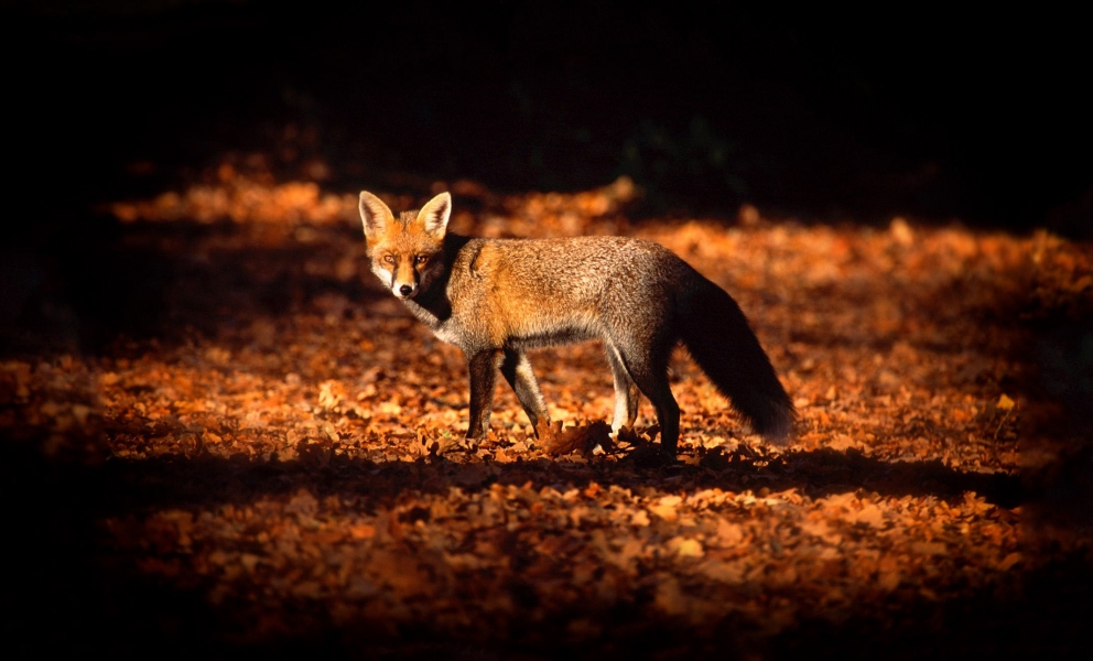 Blue fox photo