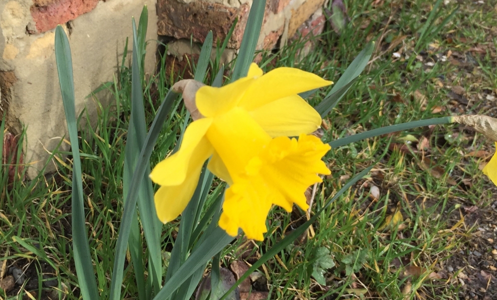 Daffodil in Barnet at Easter time.