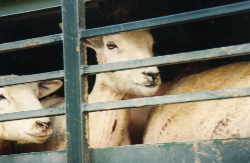 Export of live sheep