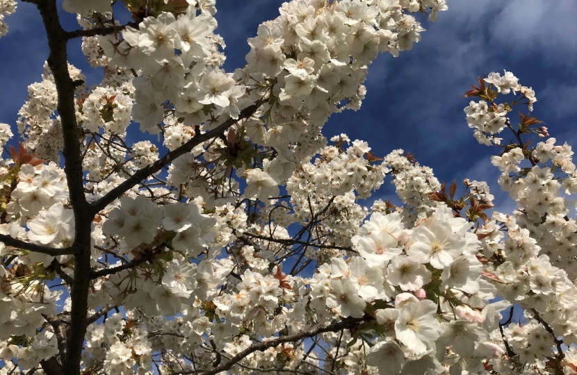 Blossom in Oak Hill Park in East Barnet