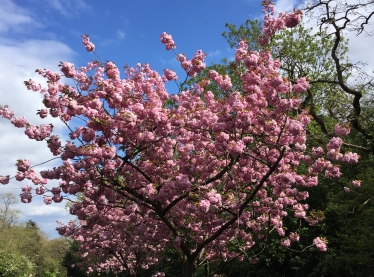 Blossom in Totteridge