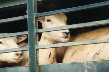 Export of live sheep