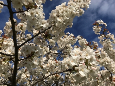 Blossom in Oak Hill Park in East Barnet