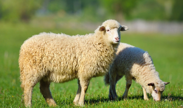 Sheep photo from Conservative Animal Welfare Foundation