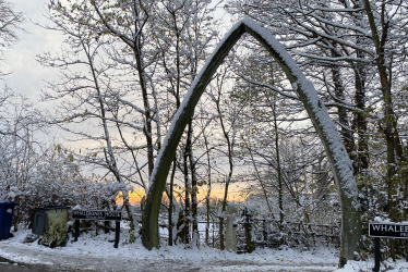 Whalebones in the snow